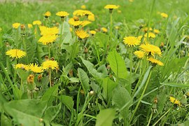 Löwenzahn, Kräuter aus der Natur loewenzahn